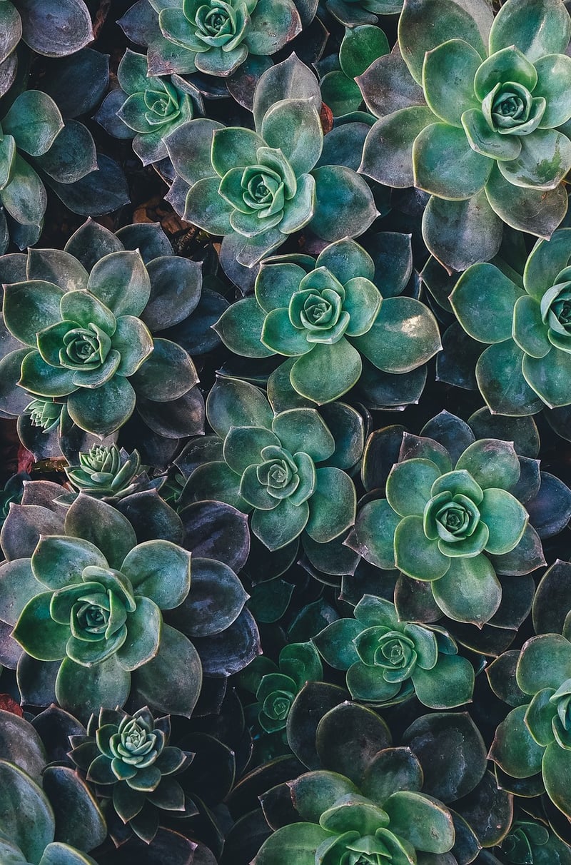 Whimsical Succulents